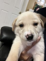 7 week Labrador retriever for sale pure breed
