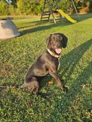 Free Labrador Retriever mix with black and tan hound