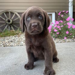 Chocolate Female Labrador Retriever