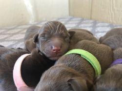 AKC Chocolate Labrador Retriever Puppies