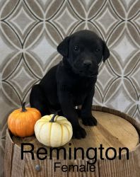 Labrador puppies looking for a new family