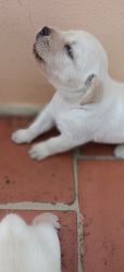25 days old Male Labrador puppies FOR SALE