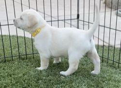 AKC yellow lab puppies