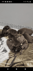 Akc Labrador retriever puppies chocolate and silver