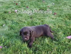 Orange Princess