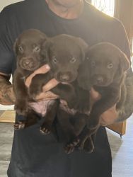 Looking for a Loving homes puppies are 7 weeks old as of Friday 10/20