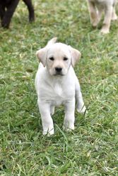 Labrador Pups/ All have sold