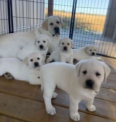 White Labrador retriever puppies