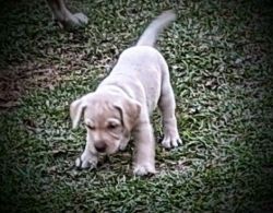 Labrador Retriever Puppies, AKC, OFA, Black, Chocolate, Yellow, Lab Pu