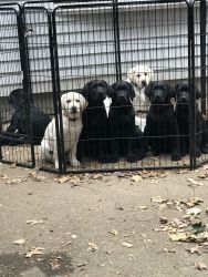 AKC English Labrador Puppies!
