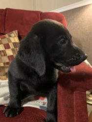AKC LAB PUPPIES FOR SALE