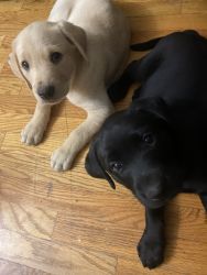 AKC registrable Puppies