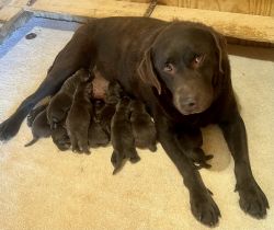 AKC Labrador Retriever Chocolate Puppies