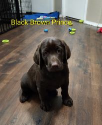 Blk/Brown Prince