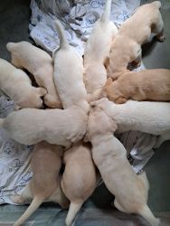6wk old yellow/white labs