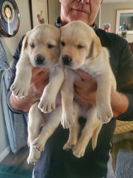 Yellow male Labrador retriever puppies..6 wks old ready for new home T