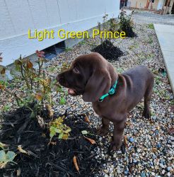 Light Green Prince