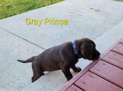 Gray Prince