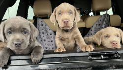 Charcoal/Silver Lab Puppies