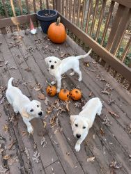 Adorable Yellow Lab Puppies for Sale