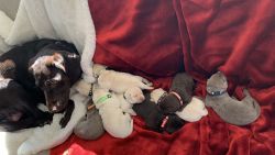 Labrador Retriever Puppy’s AKC Registered