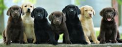 9 KC registered labrador puppies