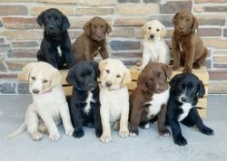 9 labrador puppys