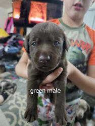 AKC chocolate and black labs
