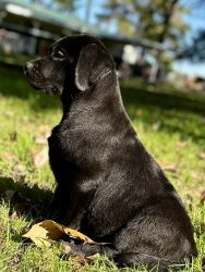 Black English Labrador Retriever Male
