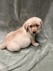 Champion Sired Male And Female Labrador Retriever Pup