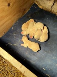 AKC yellow lab puppies for sale
