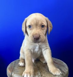 AMERICAN LAB PUPPIES FOR SALE