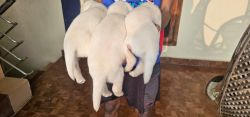 First class 3 Active Male Lab Puppies available - Chennai