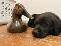 8 week black lab puppies