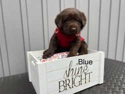 The perfect Christmas gift…female lab pup. Akc registered