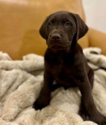 AKC Chocolate Labrador puppy