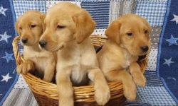 Registered Labrador Retriever puppies.
