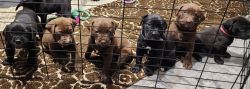 Boxador Puppies For Sale- Ready Jan 8th 2024
