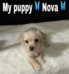 Puppy her name is Nova 2 months ago
