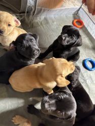 Sweetest lab/Australian Shepard puppies you’ll ever see