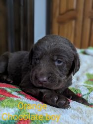 AKC Registered Silver and Chocolate labs