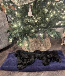 AKC registered black lab puppies
