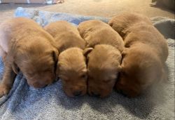 Gorgeous Fox Red Labrador Puppies for Sale