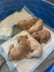 Red lab puppies
