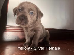 Labrador Pups for Sale
