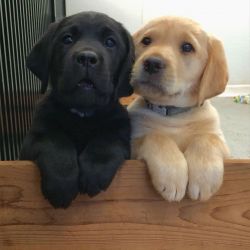 Chunky Labrador Retriever Puppies For Sale