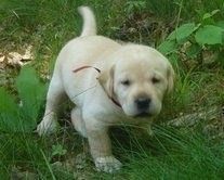 Labrador retriever puppies