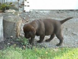 Male chocolate labrador retriever puppies