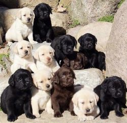 Beautiful Labrador Retriever Puppies for sale
