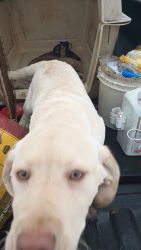 Yellow lab male pup pure breed AKC Registered